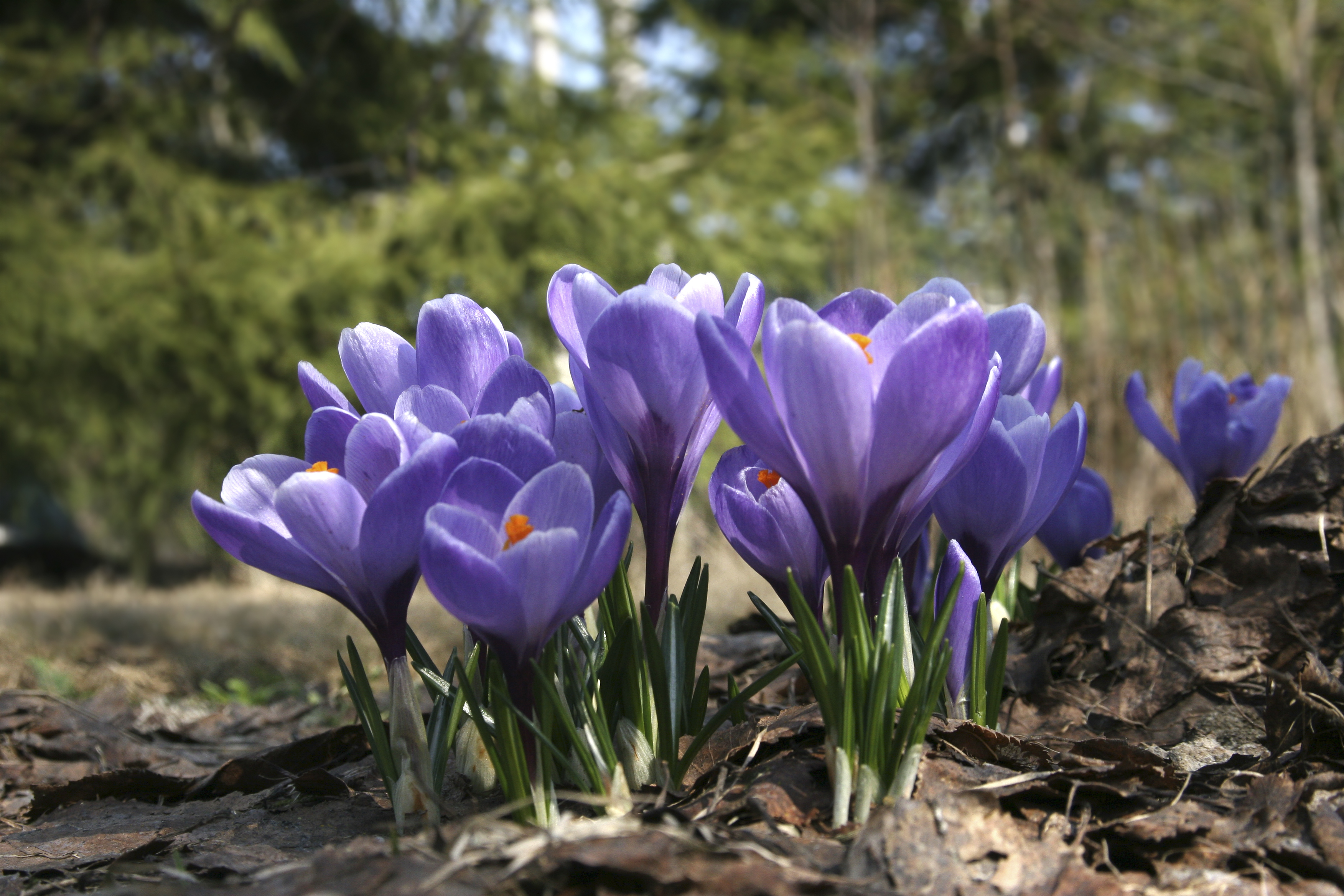 Crocus sativus eli maustesahrami